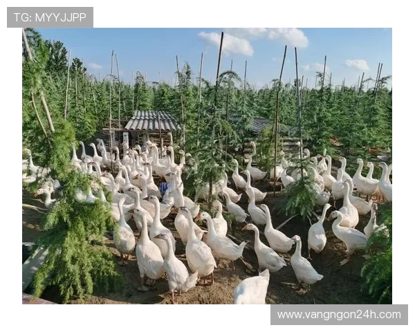 以西芒为核心探索新时代的经济发展路径与区域合作模式